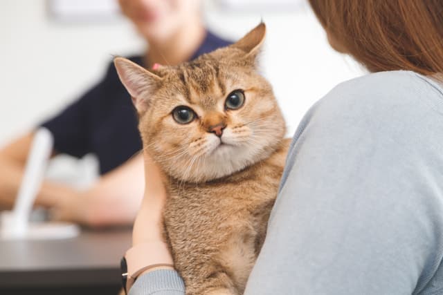 Pet